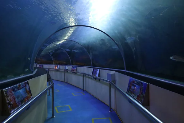 Prachuap Khiri Khan Thaïlande Octobre 2020 Promenade Dans Aquarium Waghor — Photo