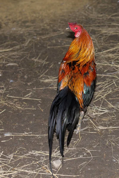 这只斗鸡在泰国的农场里玩耍 — 图库照片