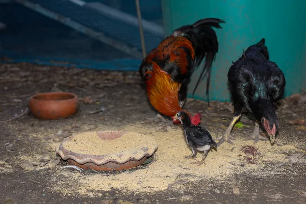 The family fighting hen eat food in farm at thailand