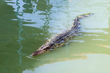 Thai timsahı nehirde yüzüyor.