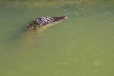 Taylandlı timsah nehrin üzerinde kafa gösteriyor. 