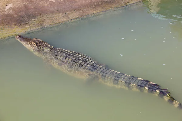 Thai Crocodile Swimming River Canal — Stock Photo, Image