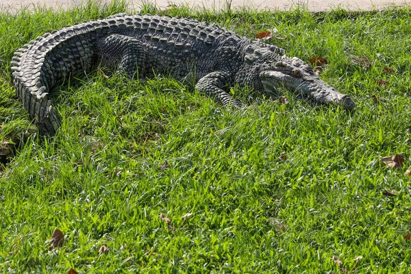 Тайский Крокодил Отдыхает Саду — стоковое фото