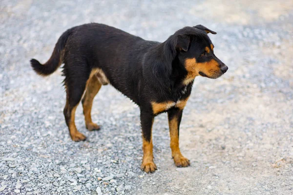 Cão Preto Levanta Jardim Tailândia — Fotografia de Stock