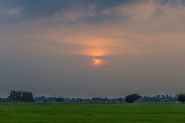 Tayland 'daki milli parktaki yeşil pirinç tarlasında gün batımı