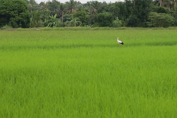Den Vita Fågeln Baby Grönt Ris Fält Landsbygden Thailand — Stockfoto