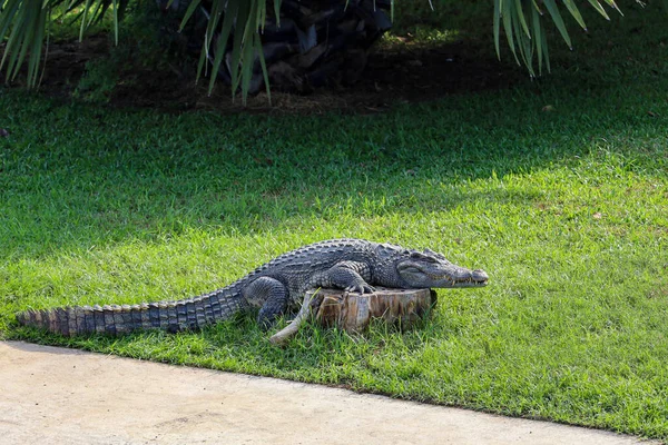 Das Thailändische Krokodil Ruht Garten — Stockfoto