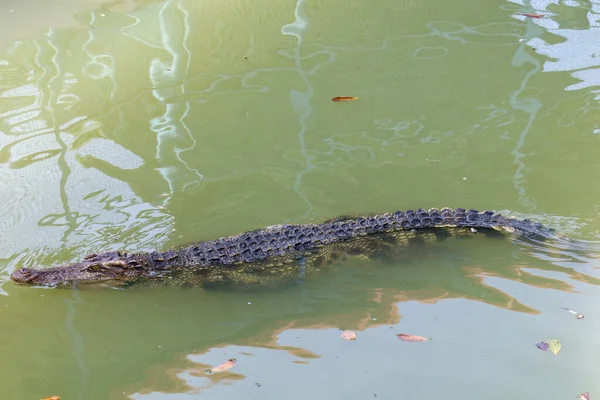 Das Thailändische Krokodil Schwimmt Auf Dem Fluss Kanalnähe — Stockfoto