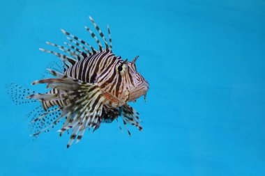 Mavi zemin üzerinde kırmızı aslan balığı.