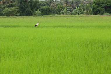 Tayland 'ın kırsalında, Bebek Yeşil pirinç tarlasında beyaz kuş