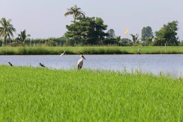 Den Vita Fågeln Baby Grönt Ris Fält Landsbygden Thailand — Stockfoto