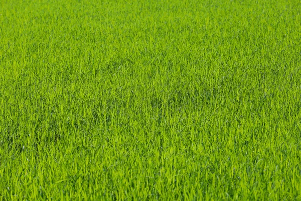 Campo Arroz Verde Bebé Campo Tailandia — Foto de Stock