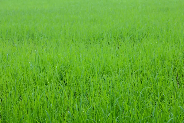 Campo Arroz Verde Bebé Campo Tailandia — Foto de Stock