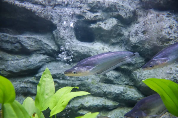 Phalacronotus Bleekeri Peces Agua —  Fotos de Stock