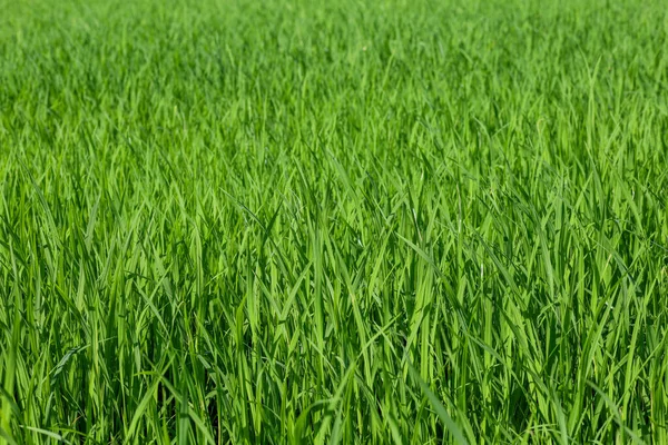 Campo Arroz Verde Bebé Campo Tailandia — Foto de Stock