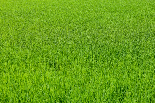 Baby Green Rice Field Countryside Thailand — Stock Photo, Image
