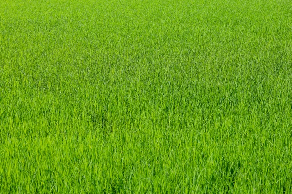 Campo Arroz Verde Bebé Campo Tailandia — Foto de Stock