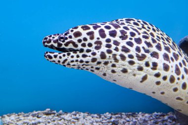 Moray yılan balığı.