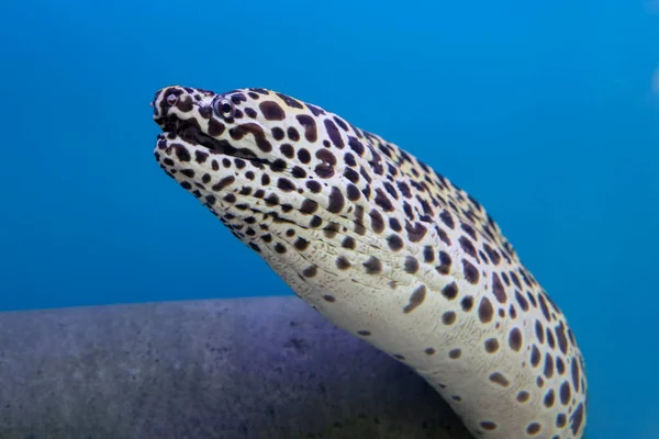 Peixe Enguia Moray — Fotografia de Stock