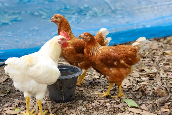 Rhode Island kızıl tavuğu Tayland 'da bahçede su içilir.