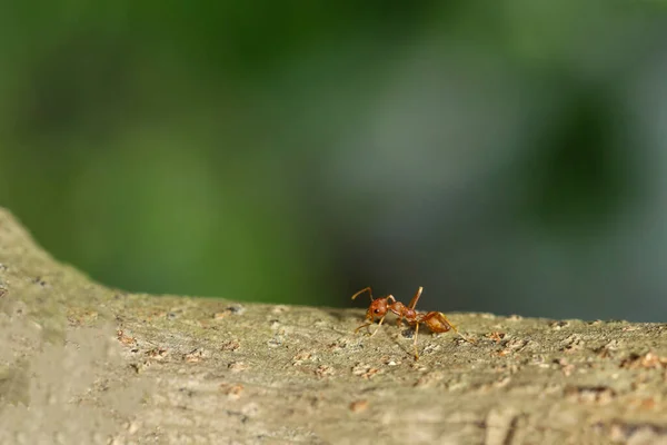 Gros Plan Fourmi Rouge Sur Arbre Dans Nature Fond Thailand — Photo