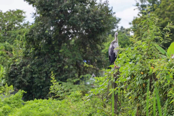 Aigrette Lève Est Repos Dans Jardin Naturel Thaïlande — Photo