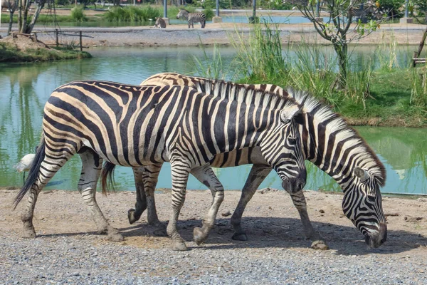 Tayland Bahçede Yürüyen Iki Zebra — Stok fotoğraf