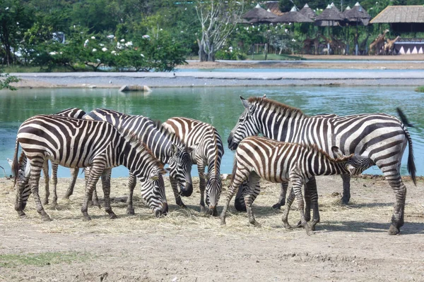 Gruppe Begräbt Zebra Auf Bauernhof Thailand — Stockfoto