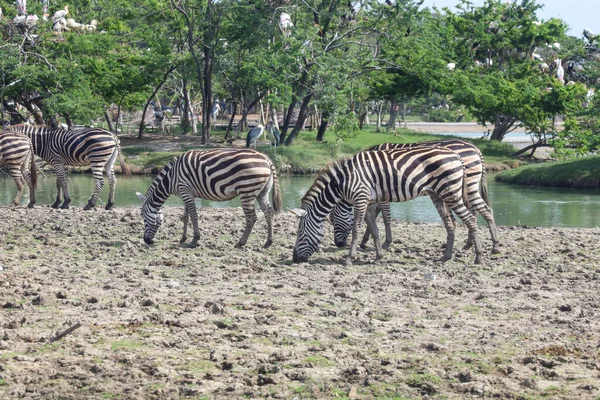 Group Burchell Zebra Farm Thailand — Stock Photo, Image