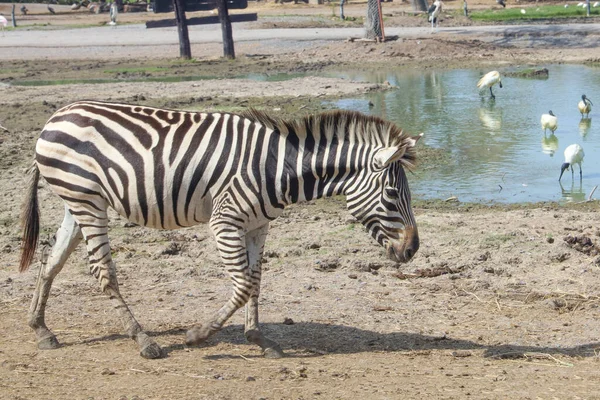 Das Burchell Zebra Einem Bauernhof Thailand — Stockfoto