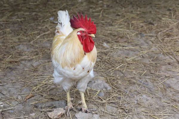 Gallina Beatong Granja Tailandia — Foto de Stock