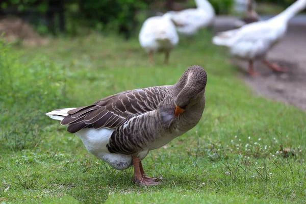 Gri Kaz Ayağa Kalkıp Tayland Daki Bahçede Dinleniyor — Stok fotoğraf