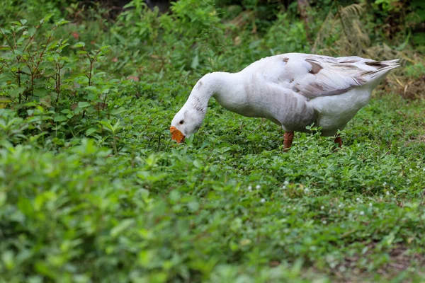 White Goose Eatting Grass Nature Farm Garden Thailand — стокове фото