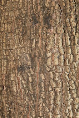 Demirhindi ağacı ahşap doku derisi doğa arka planı için