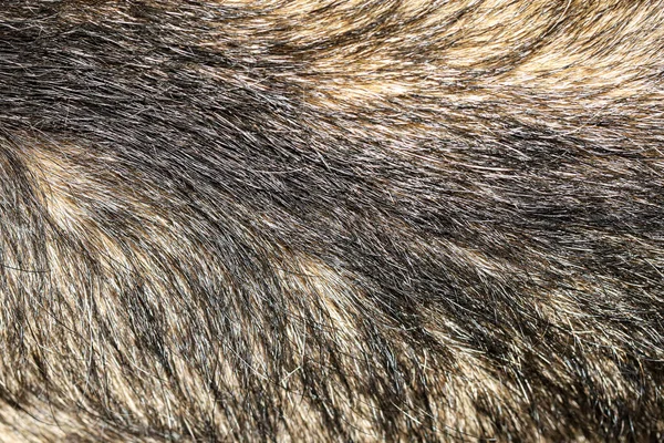 Close Huid Haar Grijs Hond Voor Dierlijke Textuur Achtergrond — Stockfoto