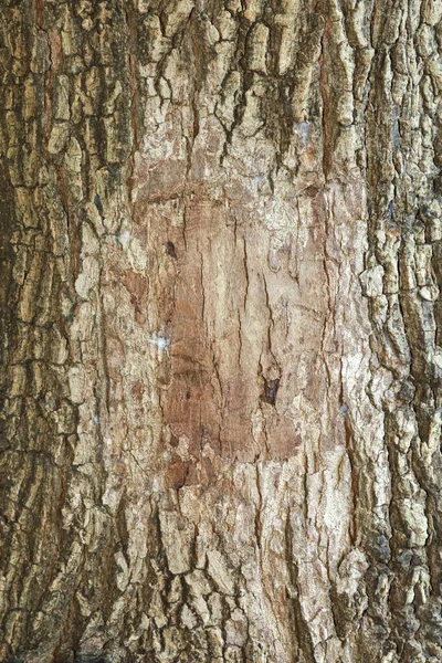 Das Tamarindenholz Textur Haut Für Die Natur Hintergrund — Stockfoto