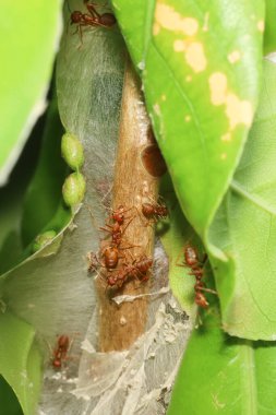 Tayland 'da kırmızı karıncayı ağaç dalına yakın.