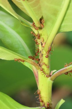 Tayland 'da kırmızı karıncayı ağaç dalına yakın.