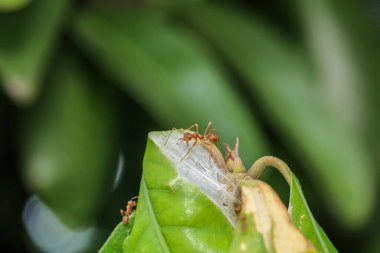 Tayland 'da kırmızı karıncayı ağaç dalına yakın.
