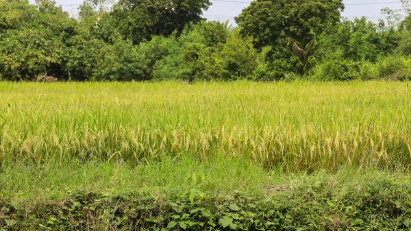 Grönt Och Gult Ris Fält Landsbygden Vid Thailand — Stockfoto
