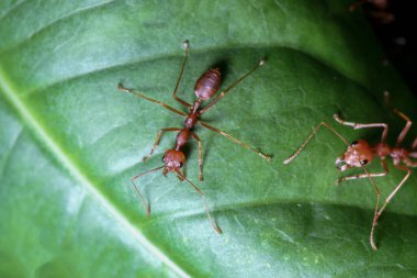 Tayland 'da yeşil yapraklı kırmızı karıncayı kapat.