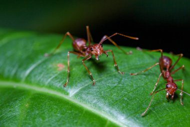 Tayland 'da yeşil yapraklı kırmızı karıncayı kapat.