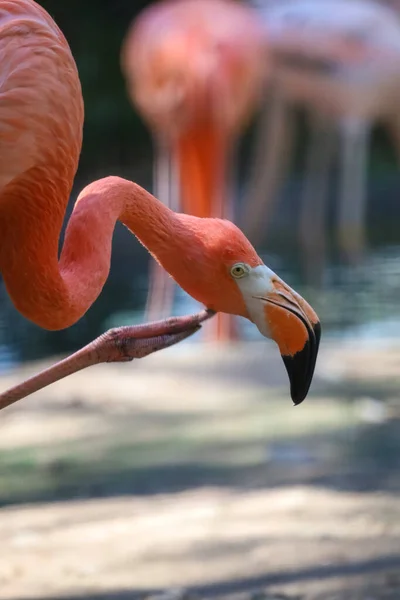 Gros Plan Tête Flamant Rose Dans Jardin Thaïlande — Photo