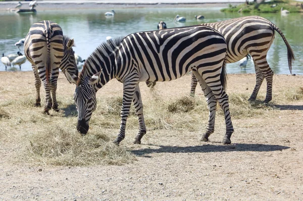 Burchell Zebra Farmě Thajsku — Stock fotografie