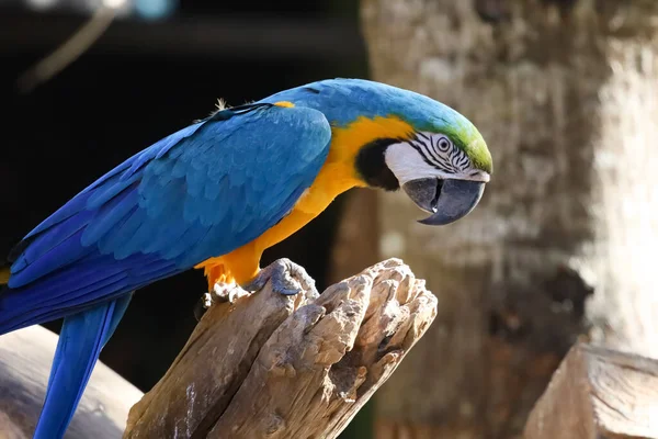 Papoušek Modrý Žlutý Zahradě Thajsku — Stock fotografie