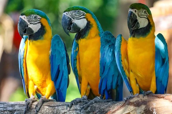 タイの庭で青と黄色のマコーオウムの鳥 — ストック写真