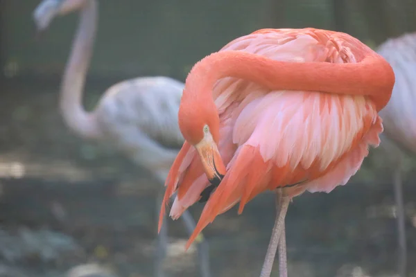 Zavřít Hlavu Růžový Flamingo Zahradě Thajsku — Stock fotografie