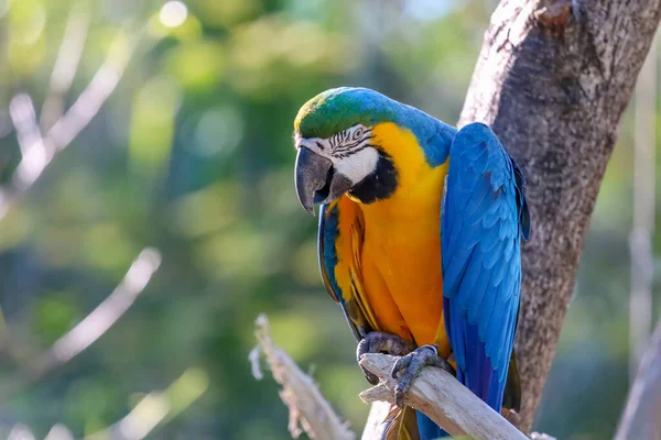 Uccello Pappagallo Azzurro Giallo Giardino Thailandia — Foto Stock