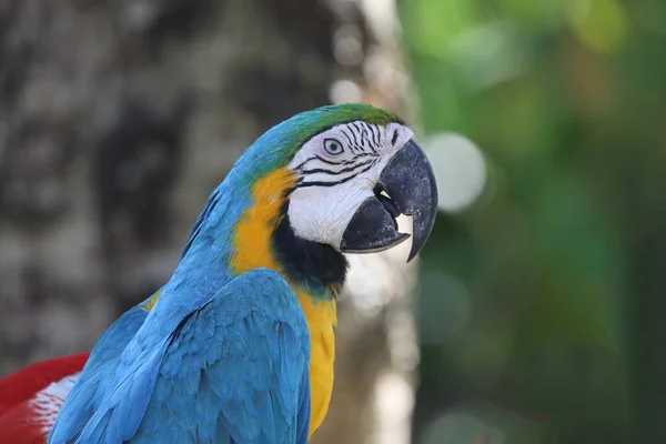 Закрыть Голубой Желтый Попугай Попугай Саду Таиланде — стоковое фото