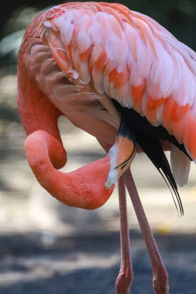 Närbild Huvud Rosa Flamingo Trädgården Thailand — Stockfoto